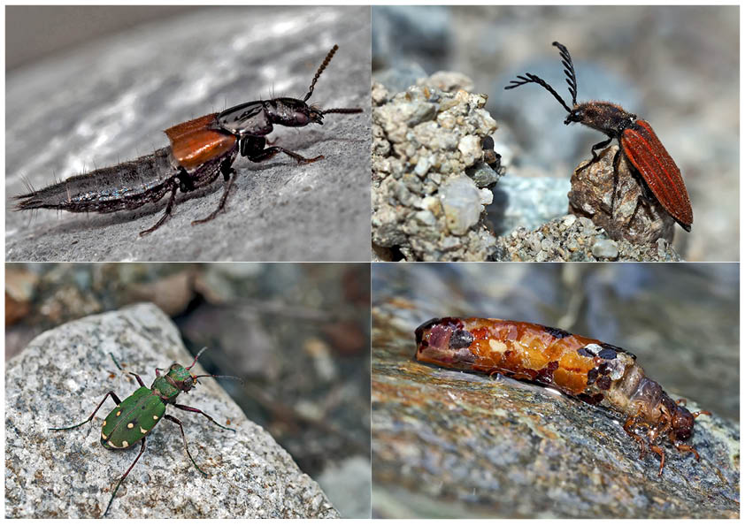 Kleiner Rückblick in meine Insektenwelt. (19) - Un regard en arrière dans le monde de mes insectes.