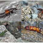 Kleiner Rückblick in meine Insektenwelt. (19) - Un regard en arrière dans le monde de mes insectes.