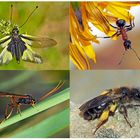 Kleiner Rückblick in meine Insektenwelt... (2) - Un regard en arrière dans le monde de mes insectes.