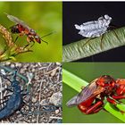 Kleiner Rückblick in meine Insektenwelt. (20) - Un regard en arrière dans le monde de mes insectes.