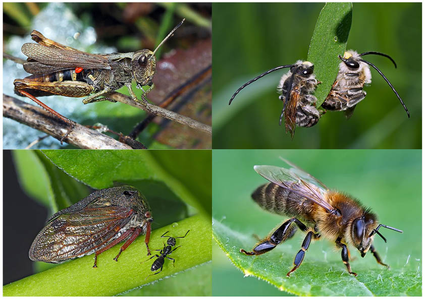 Kleiner Rückblick in meine Insektenwelt... (3) - Un regard en arrière dans le monde de mes insectes.