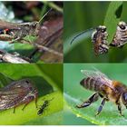 Kleiner Rückblick in meine Insektenwelt... (3) - Un regard en arrière dans le monde de mes insectes.