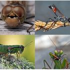Kleiner Rückblick in meine Insektenwelt... (4) - Un regard en arrière dans le monde de mes insectes.