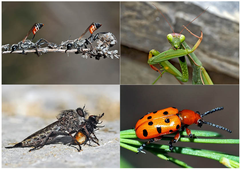 Kleiner Rückblick in meine Insektenwelt... (5) - Un regard en arrière dans le monde de mes insectes.