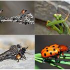 Kleiner Rückblick in meine Insektenwelt... (5) - Un regard en arrière dans le monde de mes insectes.