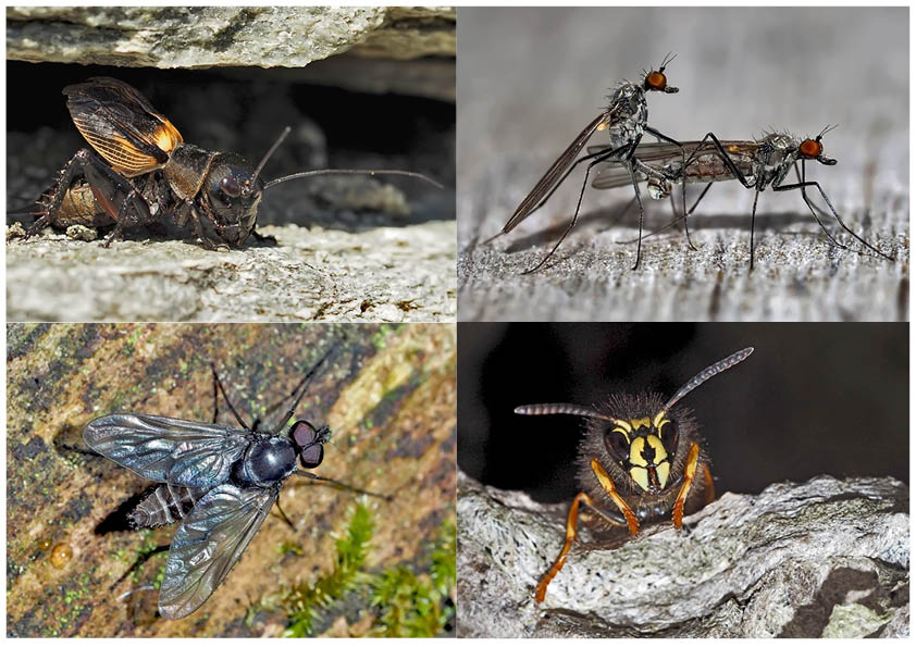 Kleiner Rückblick in meine Insektenwelt. (6) - Un regard en arrière dans le monde de mes insectes.