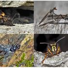 Kleiner Rückblick in meine Insektenwelt. (6) - Un regard en arrière dans le monde de mes insectes.