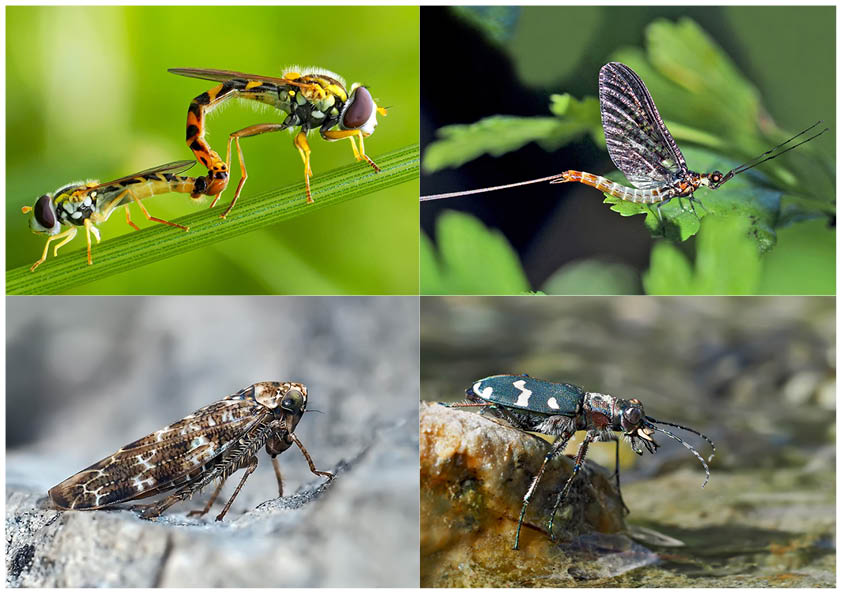 Kleiner Rückblick in meine Insektenwelt... (7) - Un regard en arrière dans le monde de mes insectes.