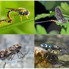 Kleiner Rückblick in meine Insektenwelt... (7) - Un regard en arrière dans le monde de mes insectes.