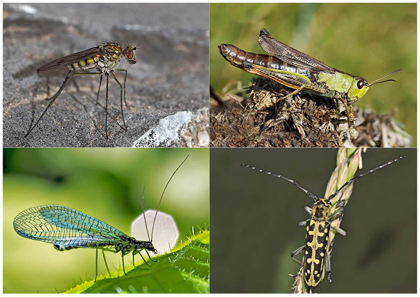 Kleiner Rückblick in meine Insektenwelt... (8) - Un regard en arrière dans le monde de mes insectes.