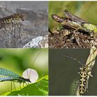 Kleiner Rückblick in meine Insektenwelt... (8) - Un regard en arrière dans le monde de mes insectes.