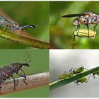 Kleiner Rückblick in meine Insektenwelt... (9) - Un regard en arrière dans le monde de mes insectes.