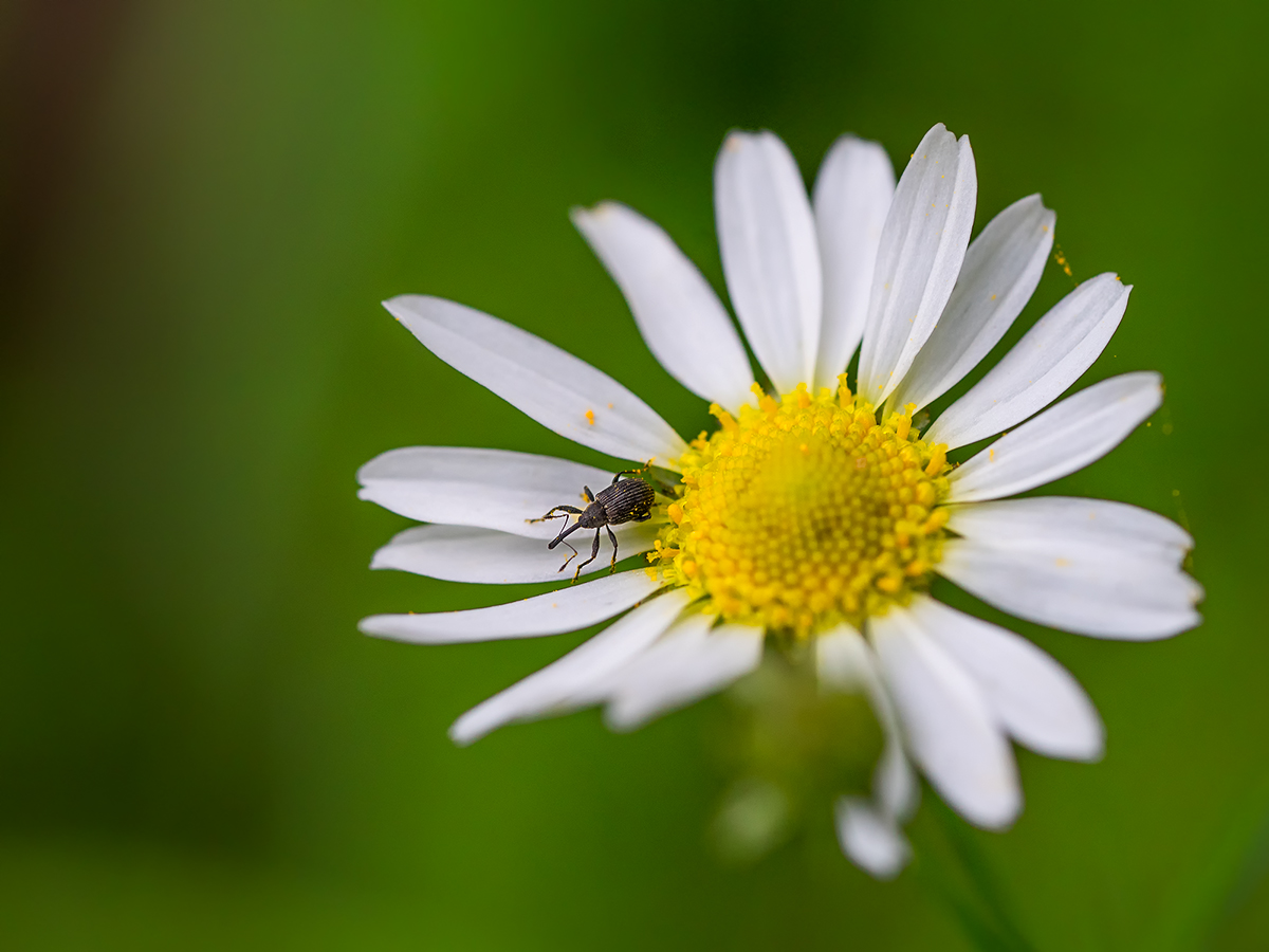 Kleiner Rüsselkäfer