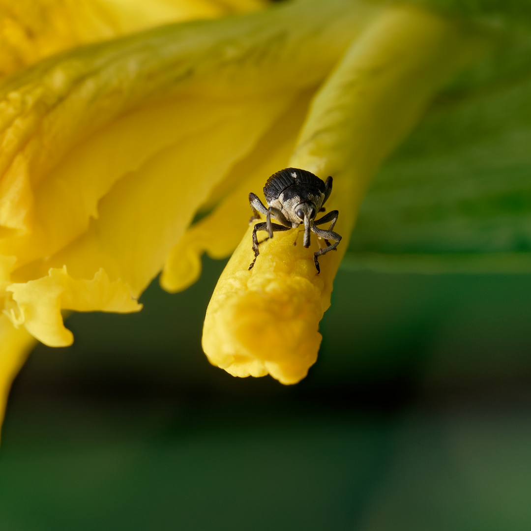 Kleiner Rüsselkäfer auf Blüte