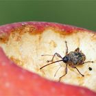 Kleiner Rüsselkäfer im Apfelkrater