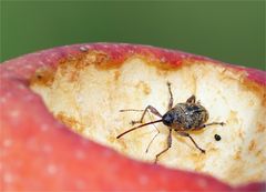 Kleiner Rüsselkäfer im Apfelkrater