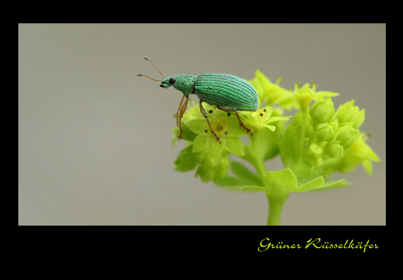 Kleiner Rüsselkäfer - Nur ca.5mm Groß