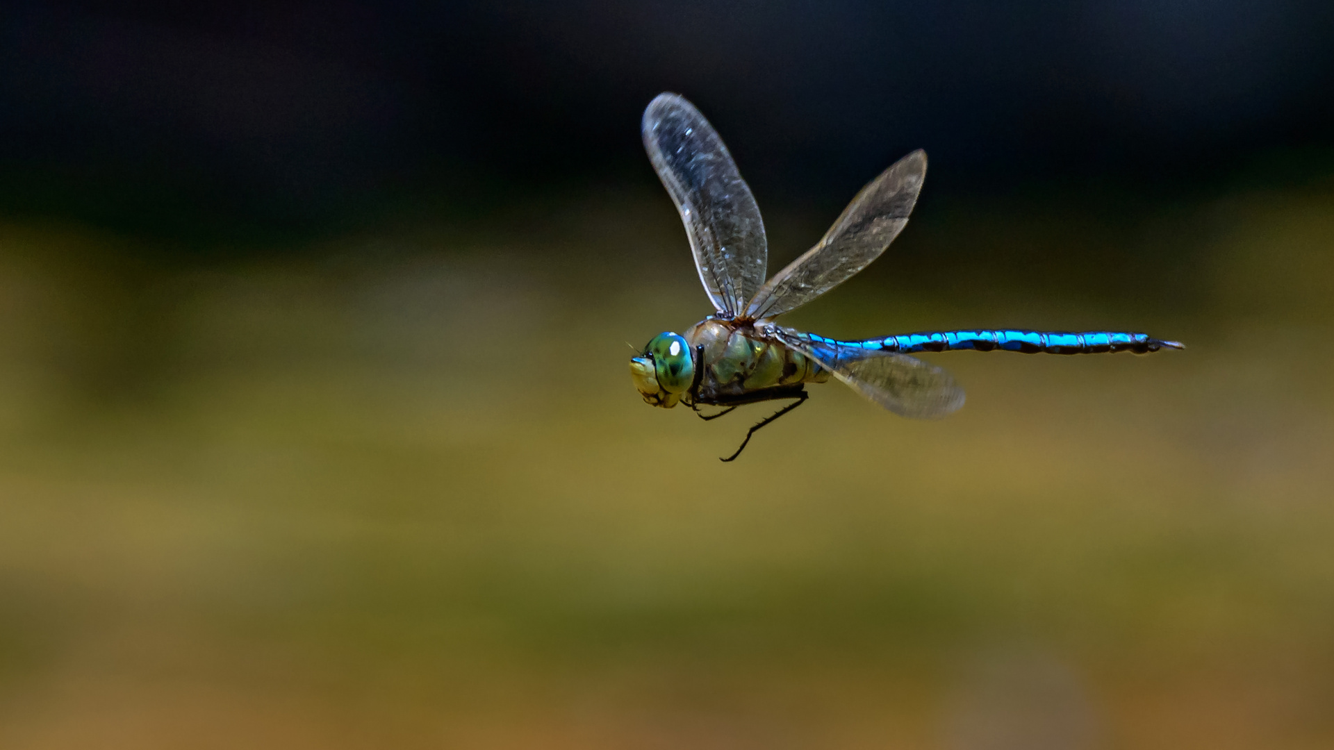 kleiner Rundflug gefällig