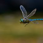 kleiner Rundflug gefällig