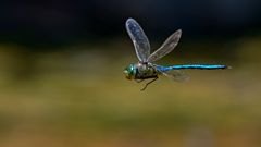 kleiner Rundflug gefällig