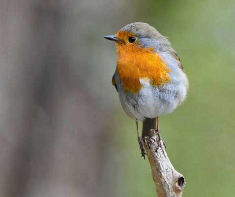 KLEINER SÄNGER IM RAMPENLICHT