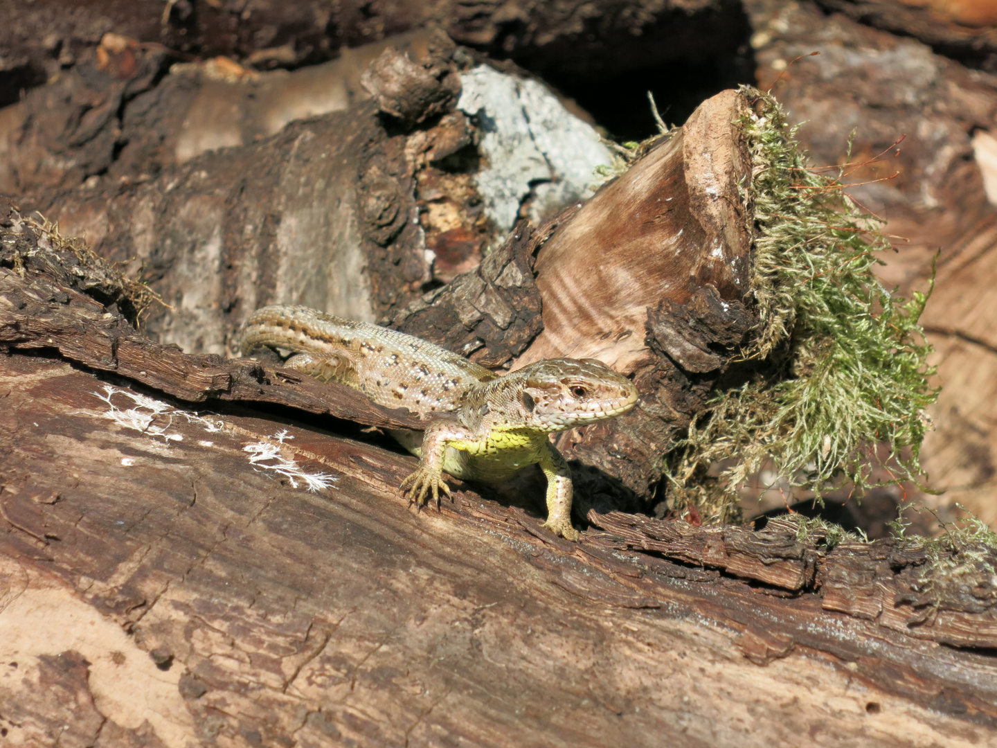 Kleiner Salamander Foto & Bild tiere, wildlife, amphibien & reptilien