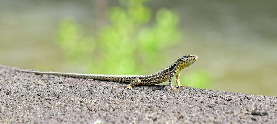 Kleiner Saurier......