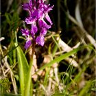 Kleiner Schatz am Wegesrand