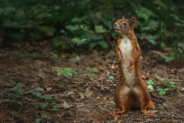  Kleiner Schelm dieses Eichhörnchen und extrem neugierig.