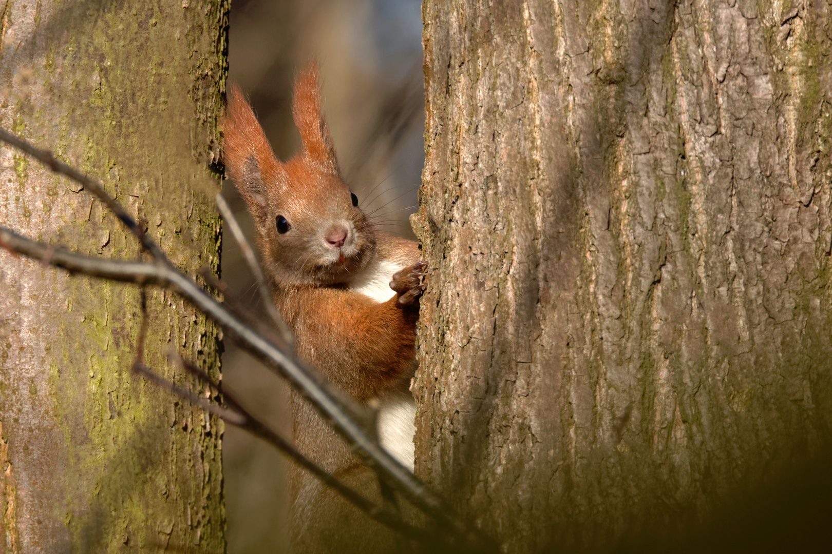 Kleiner Schelm - EichhörnchenSciurus vulgaris  im Wald