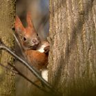 Kleiner Schelm - EichhörnchenSciurus vulgaris  im Wald