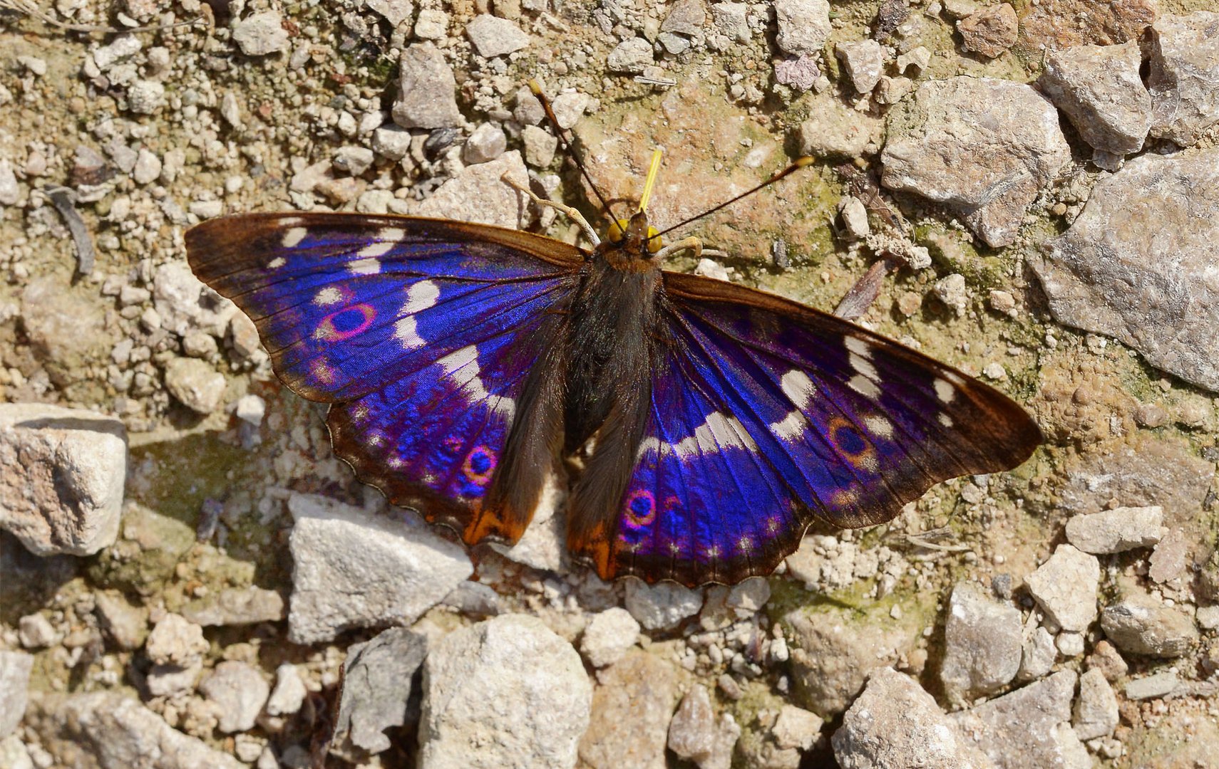 Kleiner Schillerfalter