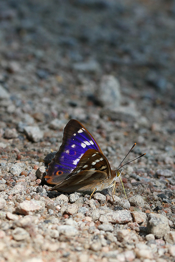 Kleiner Schillerfalter 1