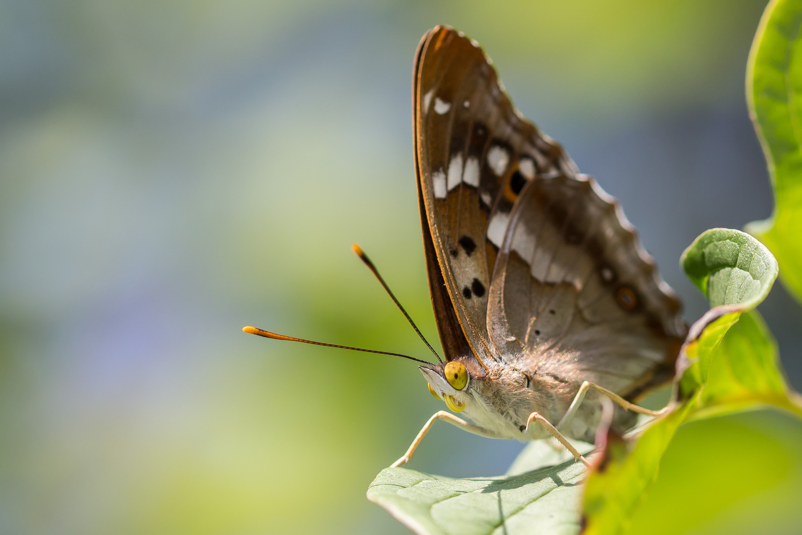 Kleiner Schillerfalter