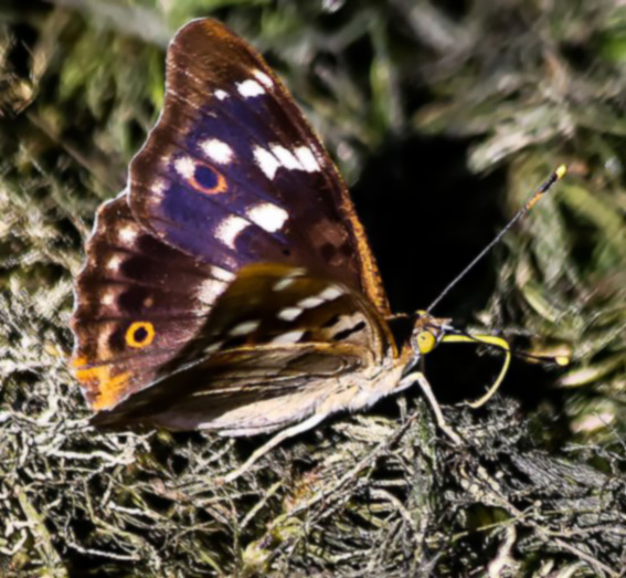 kleiner Schillerfalter