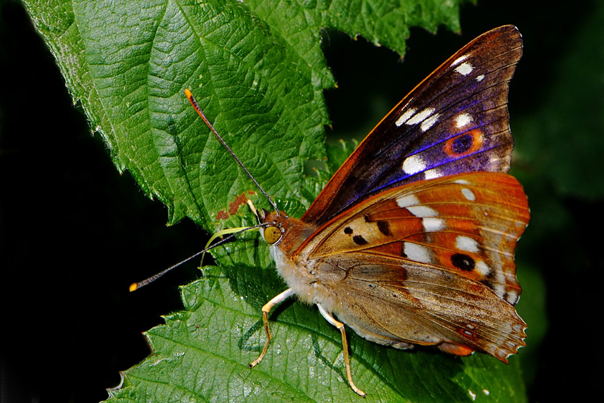 Kleiner Schillerfalter