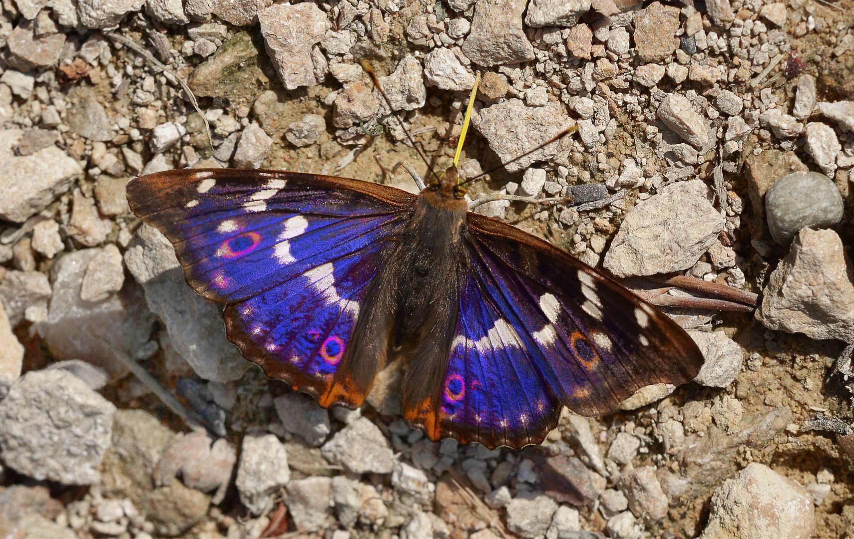 Kleiner Schillerfalter