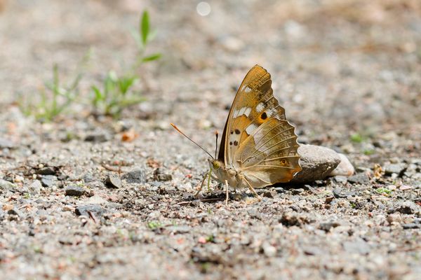 kleiner Schillerfalter