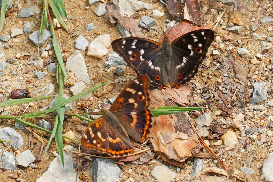  Kleiner Schillerfalter