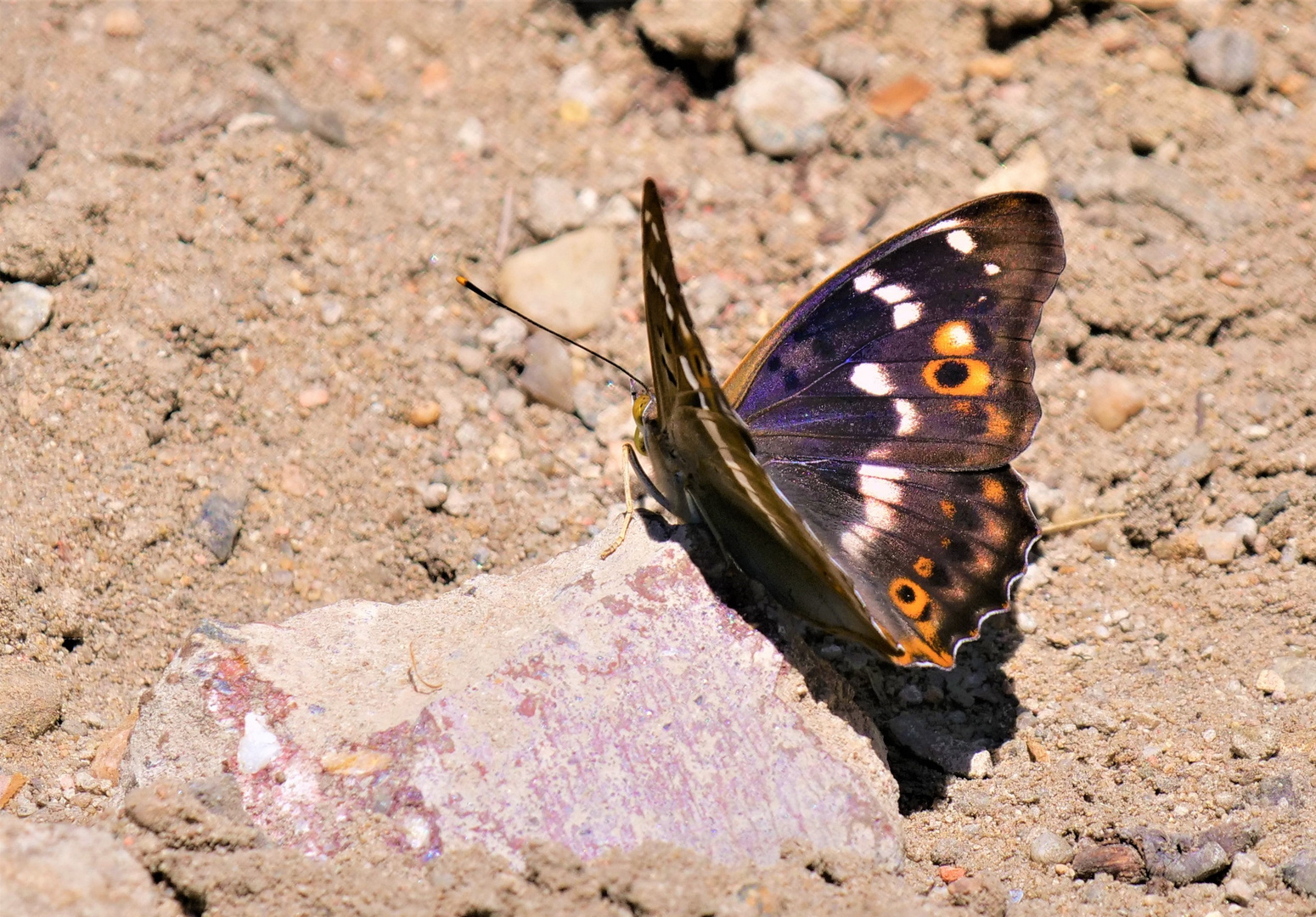 Kleiner Schillerfalter