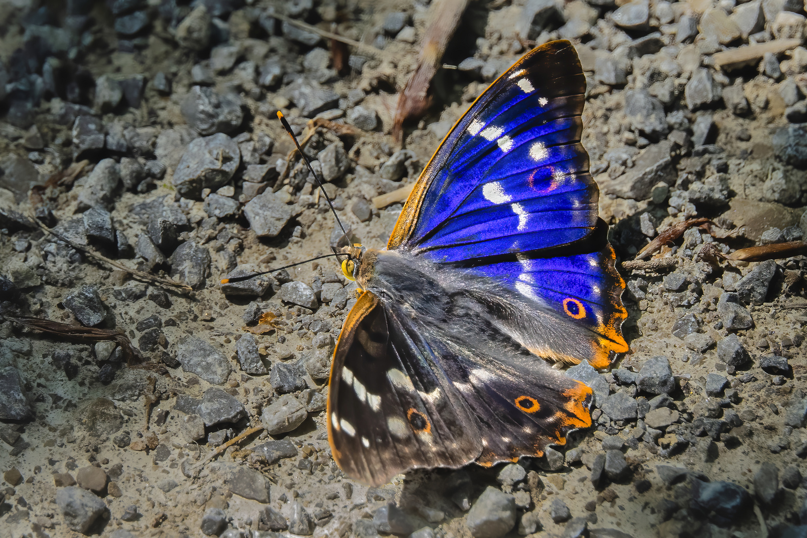 Kleiner Schillerfalter