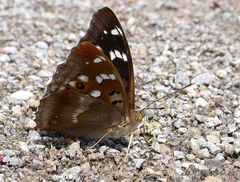 Kleiner Schillerfalter