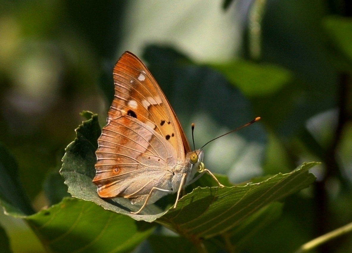 Kleiner Schillerfalter