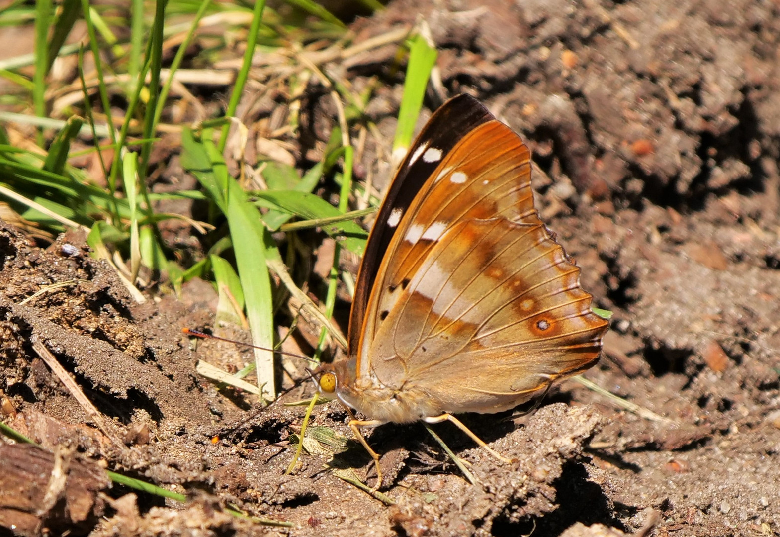 Kleiner Schillerfalter 