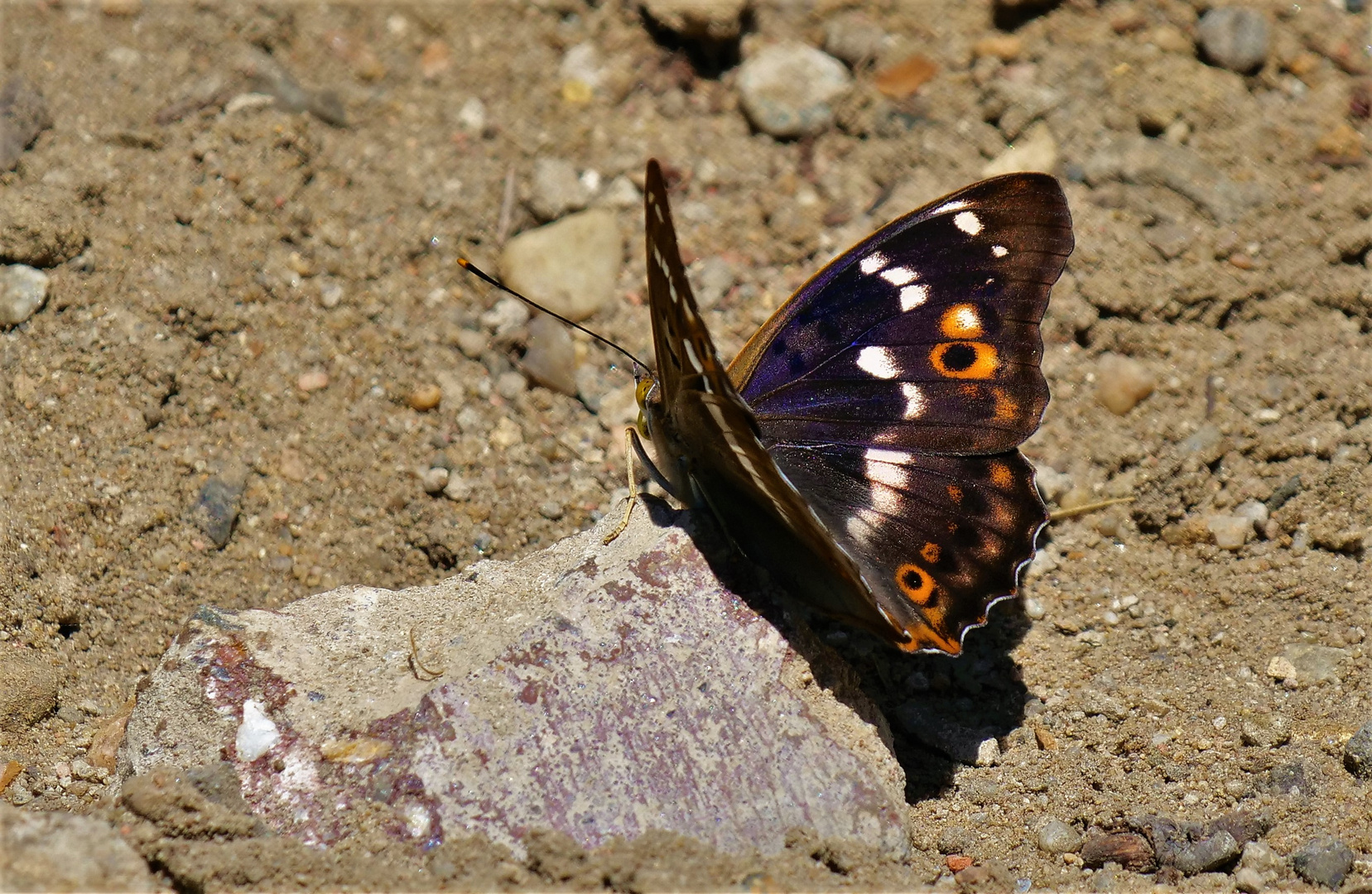 Kleiner Schillerfalter