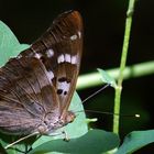 Kleiner Schillerfalter am Steinbruch