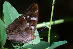 Kleiner Schillerfalter am Steinbruch