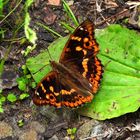 Kleiner Schillerfalter (Apatura ilia)