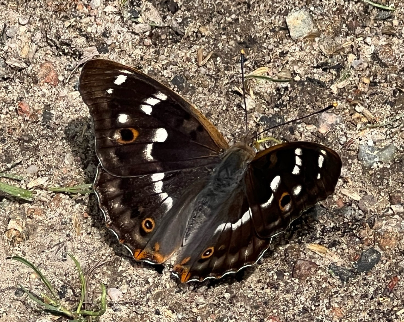 Kleiner Schillerfalter (Apatura ilia)...