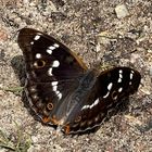 Kleiner Schillerfalter (Apatura ilia)...